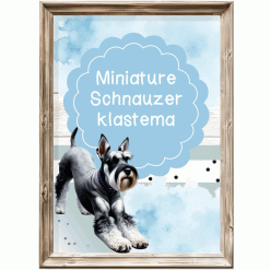 Miniature Schnauzer - Klastema